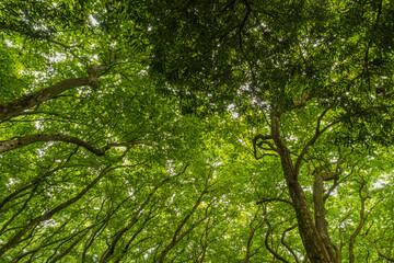 Woods of Rainha D. Leonor , in Caldas da Rainha - Portugal, borders the Parque D. Carlos I and is characterized by its biodiversity and beauty