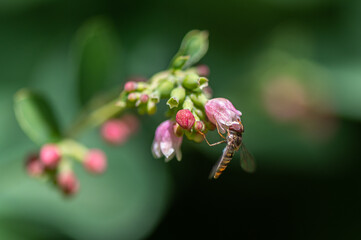 Episyrphus balteatus - Marmalade Hoverfly - Syrphe ceinturé