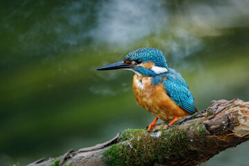 Hunting kingfisher. Common kingfisher, Alcedo atthis, perched on branch near nesting burrow, waiting for fish. Breeding season. Wildlife nature. Colorful bird in summer. River kingfisher in habitat.