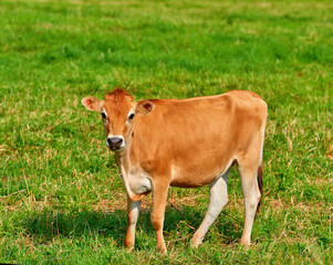 Naklejka na ściany i meble Portrait of a brown cow grazing on green farmland in the countryside. Cattle or livestock standing on an open, empty and secluded grassy field or meadow. Animal in its natural environment in nature