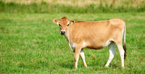 One brown and white cow on a greenfield in rural countryside with copy space. Raising and breeding...