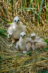 Fluffy harrier chicks waiting for feed. Western marsh harrier cubs, Circus aeruginosus, in nest built in reed. Bird of prey nesting in wildlife nature. Harrier in natural habitat. Breeding season.