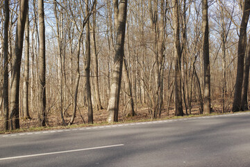 A dry forest with tall brown and bare trees alongside a road on a sunny summer afternoon. Landscape of a peaceful and scenic route with a tar street in the woods and sunlight shining on a winter day