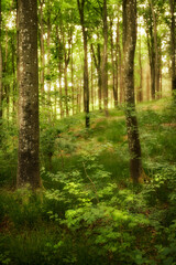 Fototapeta na wymiar Peaceful and magical views in the park, woods or jungle. Wild trees growing in a forest with green plants and shrubs. Scenic landscape of tall wooden trunks with lush leaves in nature during spring.