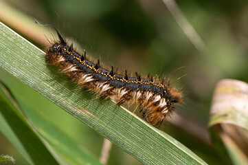 Euthrix potatoria - Drinker - Buveuse