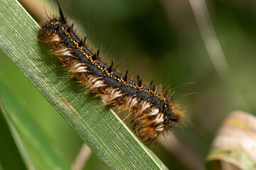 Euthrix potatoria - Drinker - Buveuse
