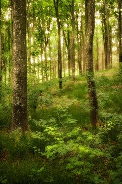 Peaceful and magical views in the park, woods or jungle. Wild trees growing in a forest with green plants and shrubs. Scenic landscape of tall wooden trunks with lush leaves in nature during spring. © SteenoWac/peopleimages.com
