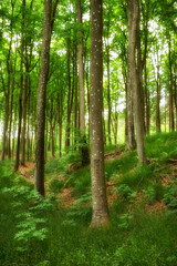 Fototapeta na wymiar Wild hardwood trees growing in a forest with green plants and shrubs. Scenic landscape of tall tree trunks with lush leaves in nature at spring. Peaceful scenery and magical views in a park or woods