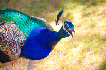 Fototapeta premium Lovely peacock