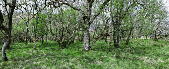 Grove of birchwood trees in Northern Scotland