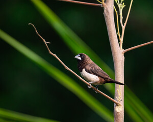 White Rumped Munia