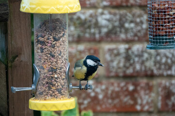 close up of a great tit (Parus major) feeding on a seed bird feeder