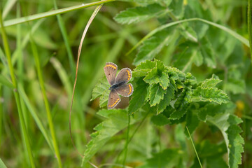 detailed closeup of a Brown Argus butterfly (Aricia agestis)