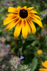 yellow flower in the garden