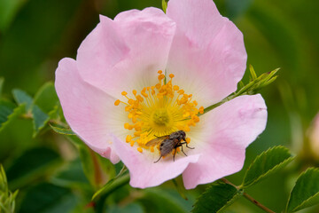 detailed close up of a beautiful pink dog rose (Rosa canina) with a Hoverfly (Volucella bombylans) feeding