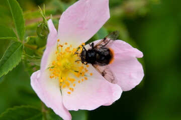 detailed close up of a beautiful pink dog rose (Rosa canina) with a Hoverfly (Volucella bombylans) feeding