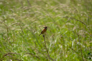 a stonechat (Saxicola rubicola) perched on a tall summer flower stalk in a meadow