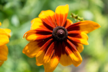 orange yellow rudbeckia flower close up
