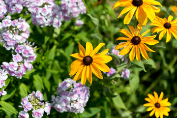 pink phlox and yellow rudbeckia flowers in the garden