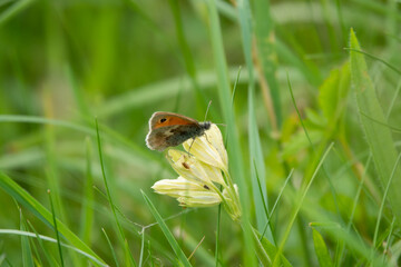 detailed closeup of a Small Heath butterfly (Coenonympha pamphilus)