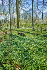 A beautiful bright forest with lush green trees on a vibrant spring day. The landscape of the woods with greenery outdoors in nature. Peaceful and scenic view of woodlands