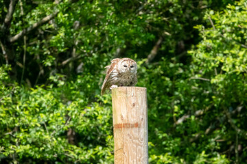 a Tawny Owl (Strix aluco) in demonstration at a bird of prey centre