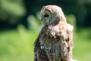 close up of a Tawny Owl (Strix aluco) 