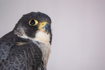 detailed close up of a peregrine falcon (Falco peregrinus) head side profile