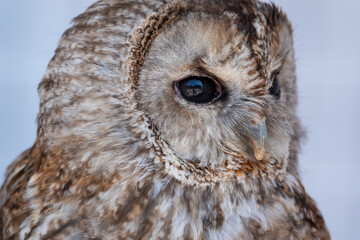 close up of a Tawny Owl (Strix aluco) 
