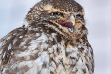 Fototapeta premium detailed closeup face of a little owl (Athene noctua)