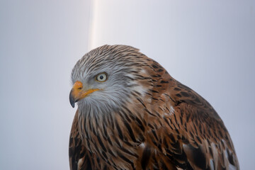 close up head profile of a red kite (Milvus milvus) 