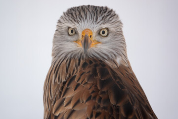 close up head profile of a red kite (Milvus milvus) 