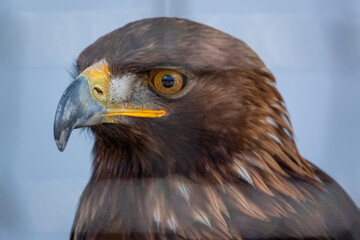 close up face of a golden eagle (Aquila chrysaetos)