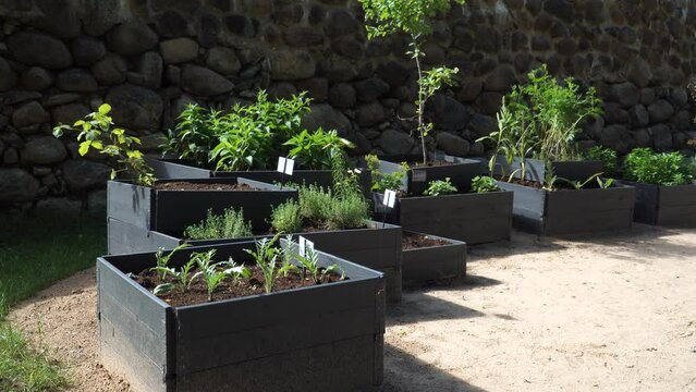 Bright scene of the horticultural garden with plants potted in wooden boxes. Young plant seedlings in a zoom-in footage view. The summer season garden on a sunny day. 