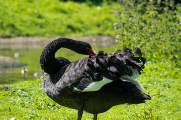 Fototapeta premium close up of a pair of Black swans (Cygnus atratus)