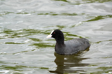 close up of a Common / Eurasian Coot (Fulica atra)