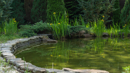 Small garden pond with many decorative plants. Nature concept for design. Small pond on a summer day in the garden.