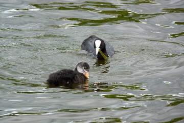 close up of a Common / Eurasian Coot (Fulica atra) with Chick