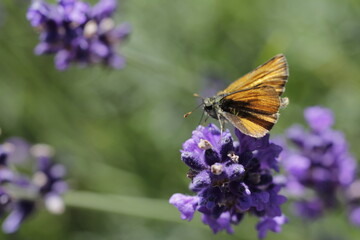 Thickhead butterfly flies on lavender flowers