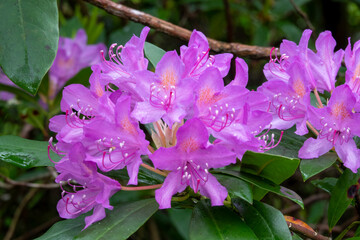 Close up of a beautiful common Rhododendron (Rhododendron ponticum)