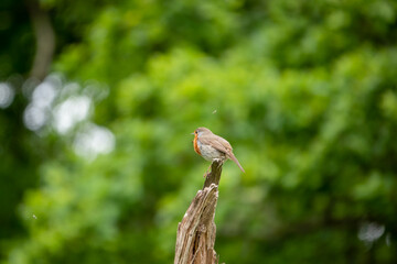robin redbreast perches on a tree stump (Erithacus rubecula)