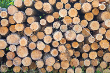 Wooden Logs with Forest on Background Trunks of trees cut and stacked in the foreground