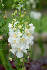 detailed close up of beautiful white larkspur delphinium flowers in early summer bloom
