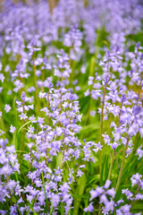 Closeup of common bluebell flowers growing and flowering on green stems in remote field, meadow or home garden. Textured detail of backyard blue kent bell or campanula plants blossoming and blooming