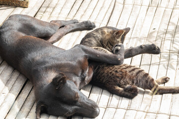 a cat and a dog on resting time at the yard