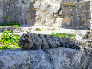 Iguana on rock Tulum ruins Mayan site temple pyramids Mexico.
