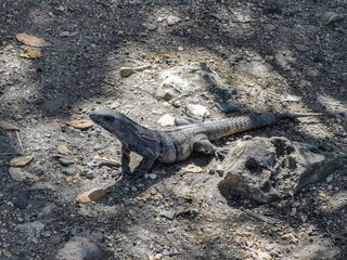 Iguana on ground Tulum ruins Mayan site temple pyramids Mexico.