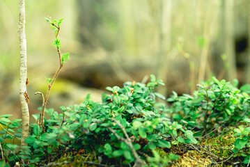 Blueberry myrtle Vaccinium myrtillus, a low-growing shrub, a species of the genus Vaccinium of the family Heatheraceae. Shallow depth of field