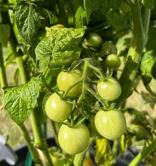 green tomatoes in garden 