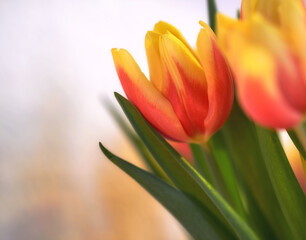 Closeup of orange tulips on isolated background with copy space. A bouquet or bunch of beautiful tulip flowers with green stems grown as ornaments for its beauty and floral fragrance scent